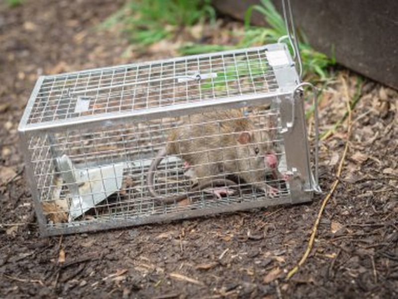 Expert Strategies for Rat Pest Control