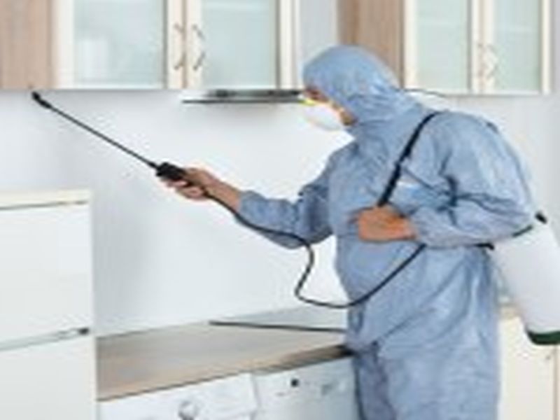 Pest Control Sydney: How to Keep Your Restaurant Free from Pests