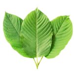 High-Quality Kratom for Pain: Top Sources and Tips