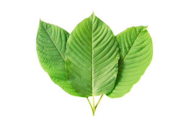 High-Quality Kratom for Pain: Top Sources and Tips